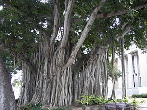 Archivo:Banyan tree Old Lee County Courthouse