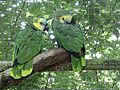 Blue-fronted amazon parrot 31l07