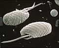 CSIRO ScienceImage 6743 SEM Cryptophyte