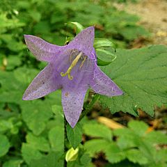 Archivo:Campanula trachelium (Nesselblättrige Glockenblume) campanulaceae