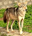 Canis lupus pallipes Mysore Zoo 1