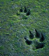 Canis lupus tracks