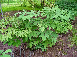 Archivo:Caulophyllum thalictroides 001