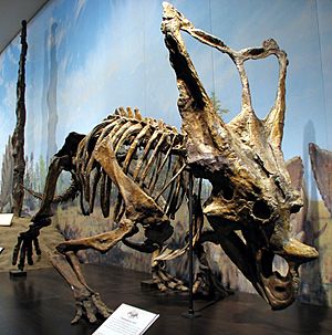 Archivo:Chasmosaurus belli RTM 01