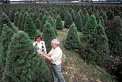 Archivo:Christmas tree farm East Lansing MI check for pine shoot beetles