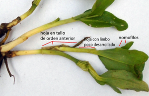 Archivo:Commelina rama axilar y sucesión foliar (con etiquetas)