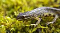Common Newt - Triturus vulgaris (8475532697)