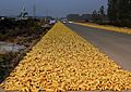 Corn on the cob on a roadway in Beijing, China, October 2012