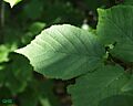 Corylus americana1