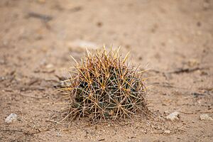 Archivo:Coryphantha robustispina 6