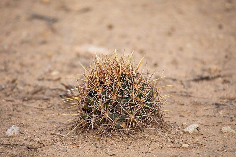 Coryphantha robustispina 6