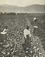 CottonNegrosSouth