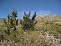 Cuyamaca Peak Cypress