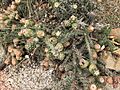 Cylindropuntia whipplei enodis 1