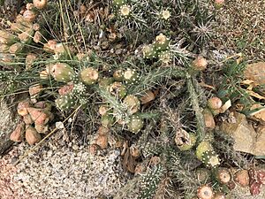 Cylindropuntia whipplei enodis 1.jpeg
