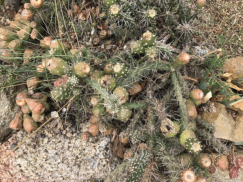 Cylindropuntia whipplei enodis 1