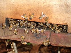 Archivo:DSC00674 - bees at Emwatsi