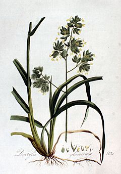 Archivo:Dactylis glomerata — Flora Batava — Volume v2