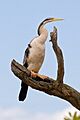 Darter - Anhinga novaehollandiae, Victoria, Australia