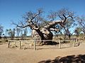 Derby boab, Western Australia