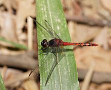 Dragonfly Diplacodes melanopsis m Willi140118-2515