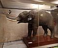 Elefante asiático disecado en 1777