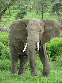 Archivo:Elephant near ndutu