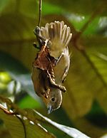 Archivo:Epinecrophylla ornata - Ornate antwren (female)