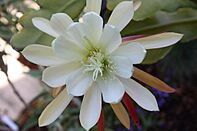 Epiphyllum crenatum 'Chichicastenango' 2.jpg