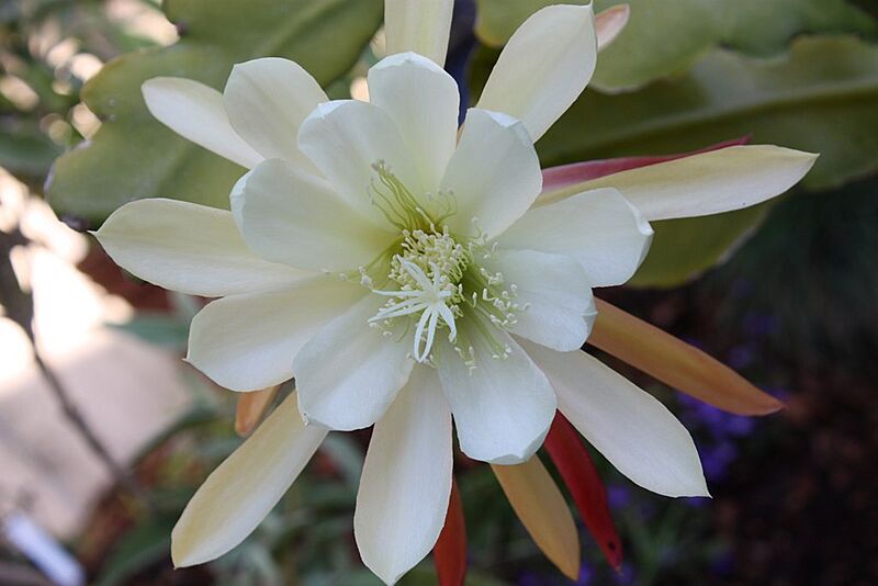 Epiphyllum crenatum 'Chichicastenango' 2