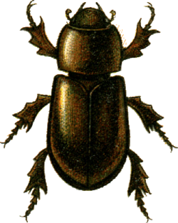 Eremazus unistriatus Jacobson.png