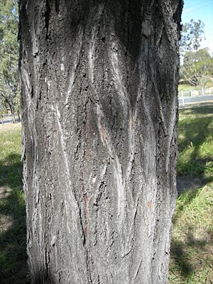 Archivo:Eucalyptus Crebra bark