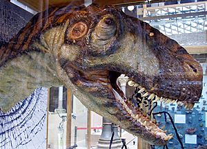 Archivo:Eustreptospondylus head