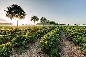 Archivo:Farm in Kampot province