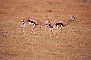 Archivo:Gazelle Checking Estrus