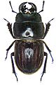 Geodorcus helmsi (Sharp, 1881) male Syn. Lissotes helmis (Sharp, 1881) (3256464796)
