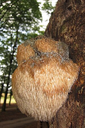 Archivo:Hericium erinaceus (GB= Lion's Mane Mushroom or Bearded Tooth Mushroom, D= Igel-Stachelbart or Löwenmähne, NL= Pruikzwam) is nearly at its end at 30 September 2014 at Planken Wambuis - panoramio