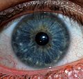 Human Iris JD052007