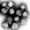Archivo:Influenza virus