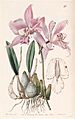 Laelia furfuracea - Edwards vol 25 (NS 2) pl 26 (1839)