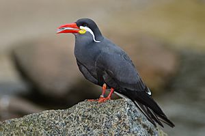 Archivo:Larosterna inca (Inca Tern - Inkaseeschwalbe) Weltvogelpark Walsrode 2012-015