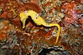 Longsnout Seahorse (Hippocampus reidi) (3149753448)