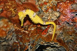 Longsnout Seahorse (Hippocampus reidi) (3149753448)