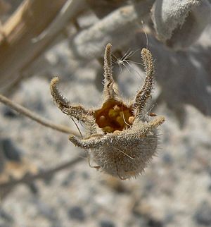 Archivo:Mentzelia leucophylla 5