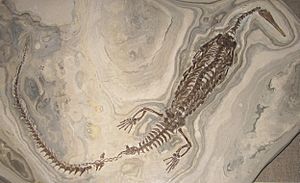 Archivo:Mesosaurus tenuidens 1