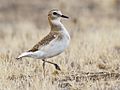 Mountain Plover, Charadrius montanus