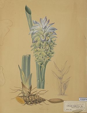 Archivo:Naturalis Biodiversity Center - L.0939330 - Bernecker, A. - Curcuma domestica Valeton - Artwork