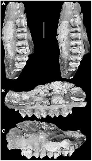 Archivo:Neohelos solus holotype