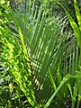 NikauLeaf2757