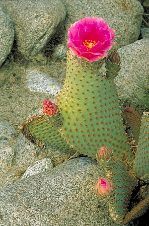 Archivo:Opuntia basilaris - Beavertail cactus